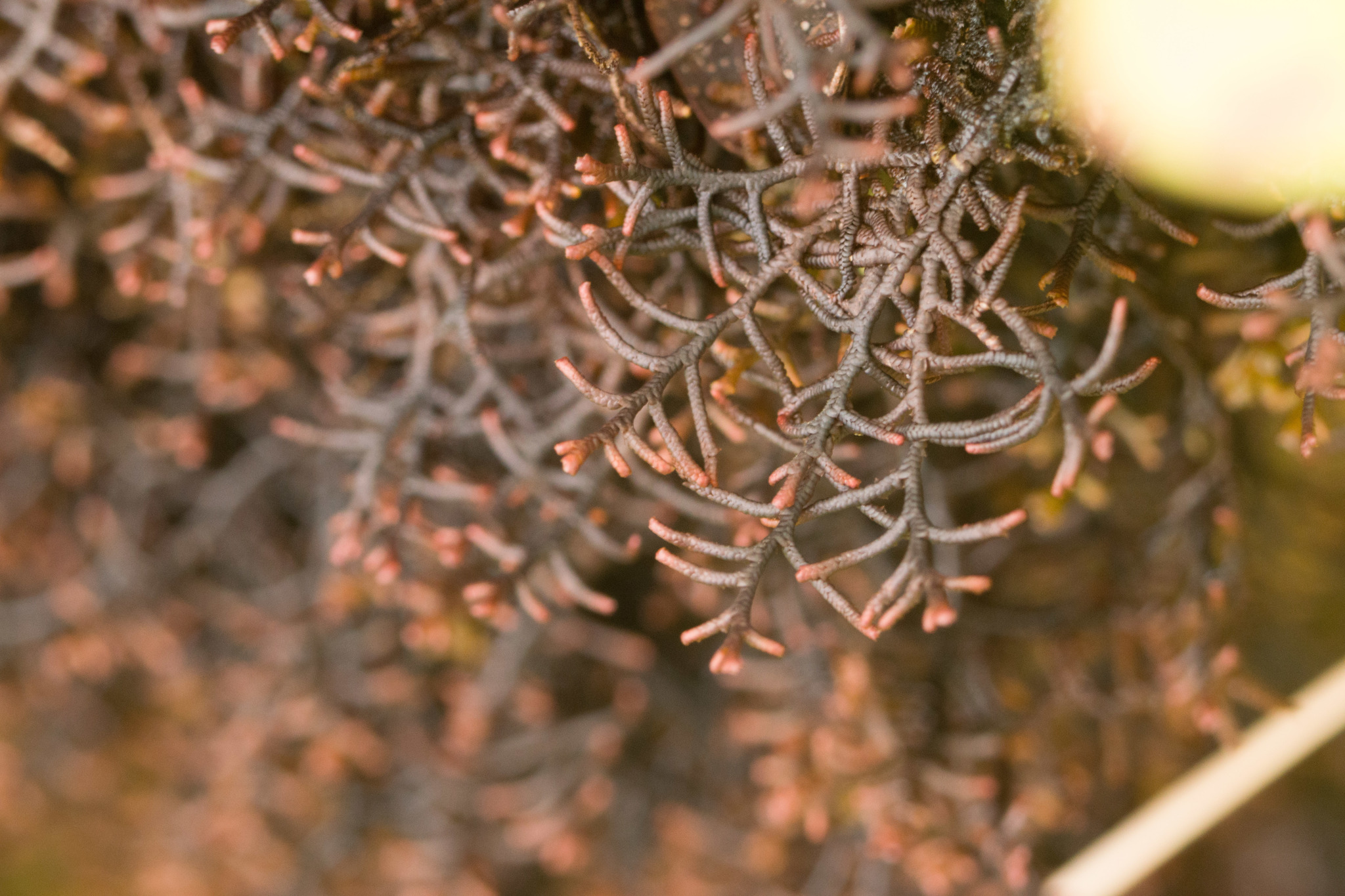 Frullania apiculata