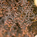 Frullania apiculata - Photo (c) Kevin Faccenda, some rights reserved (CC BY), uploaded by Kevin Faccenda