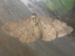 Protoboarmia simpliciaria