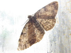 Protoboarmia simpliciaria