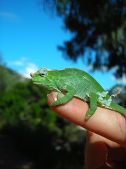 Chamaeleonidae