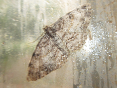 Protoboarmia simpliciaria