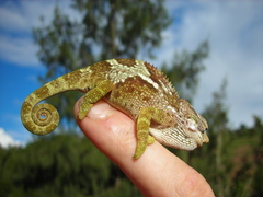 Chamaeleonidae