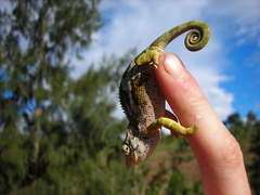 Chamaeleonidae