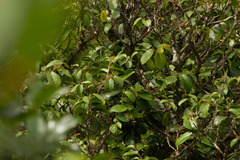 Antidesma platyphyllum