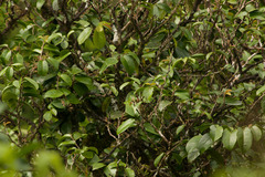 Antidesma platyphyllum