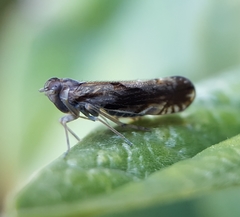 Brixia insularis