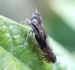 Brixia insularis
