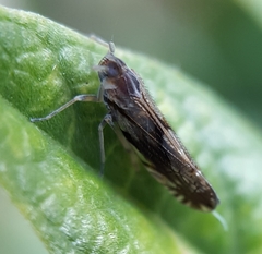 Brixia insularis