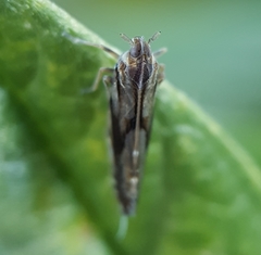 Brixia insularis