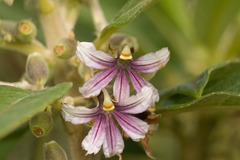 Scaevola mollis