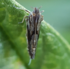 Brixia insularis