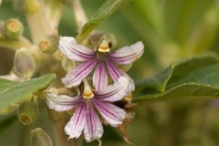 Scaevola mollis