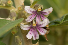 Scaevola mollis