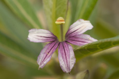 Scaevola mollis