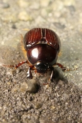 Adoryphorus coulonii