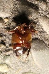 Adoryphorus coulonii