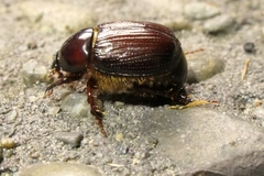 Adoryphorus coulonii