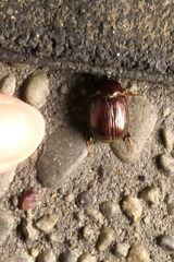 Adoryphorus coulonii