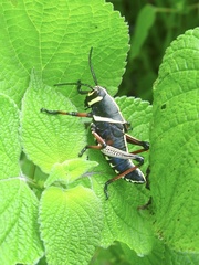 Taeniopoda tamaulipensis