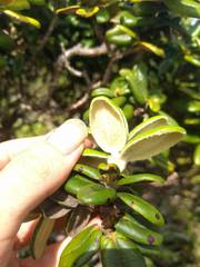 Metrosideros rugosa