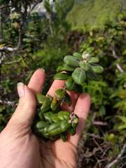 Metrosideros rugosa
