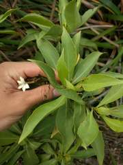 Scaevola gaudichaudiana