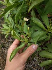 Scaevola gaudichaudiana