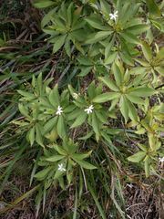 Scaevola gaudichaudiana