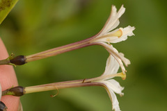 Scaevola gaudichaudiana