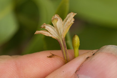 Scaevola gaudichaudiana