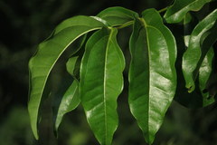 Tabernaemontana elegans