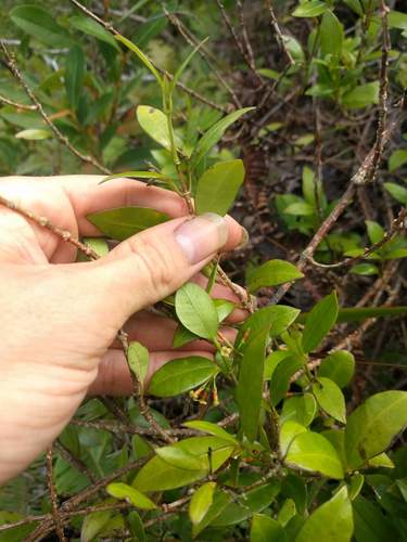 Maile (Alyxia stellata)