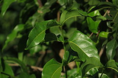 Tabernaemontana elegans
