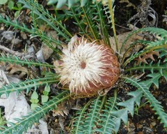 Banksia dallanneyi