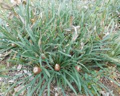 Banksia dallanneyi