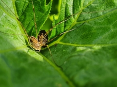 Opilio canestrinii