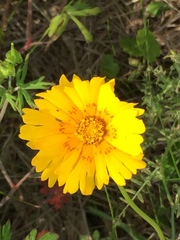 Coreopsis nuecensis
