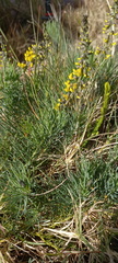 Lebeckia gracilis