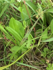Coreopsis nuecensis