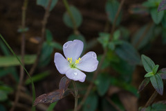 Pterolepis glomerata