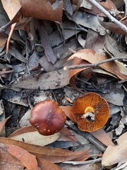 Cortinarius clelandii