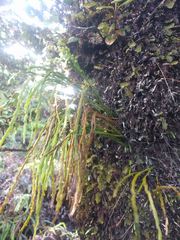 Psilotum complanatum