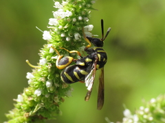 Leucospis gigas