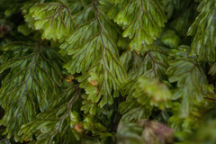 Hymenophyllum lanceolatum