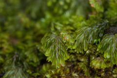 Hymenophyllum lanceolatum
