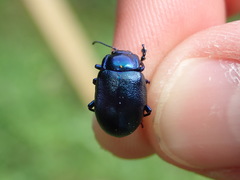 Oreina caerulea