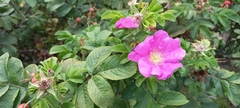 Rosa rugosa