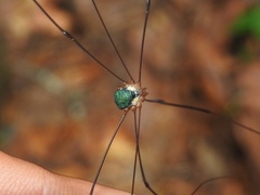 Leiobunum viridorsum