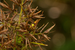 Rhynchospora sclerioides